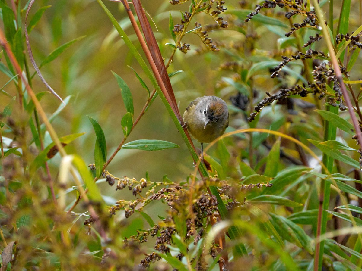 Orange crown on the Orange-crowned Warbler.