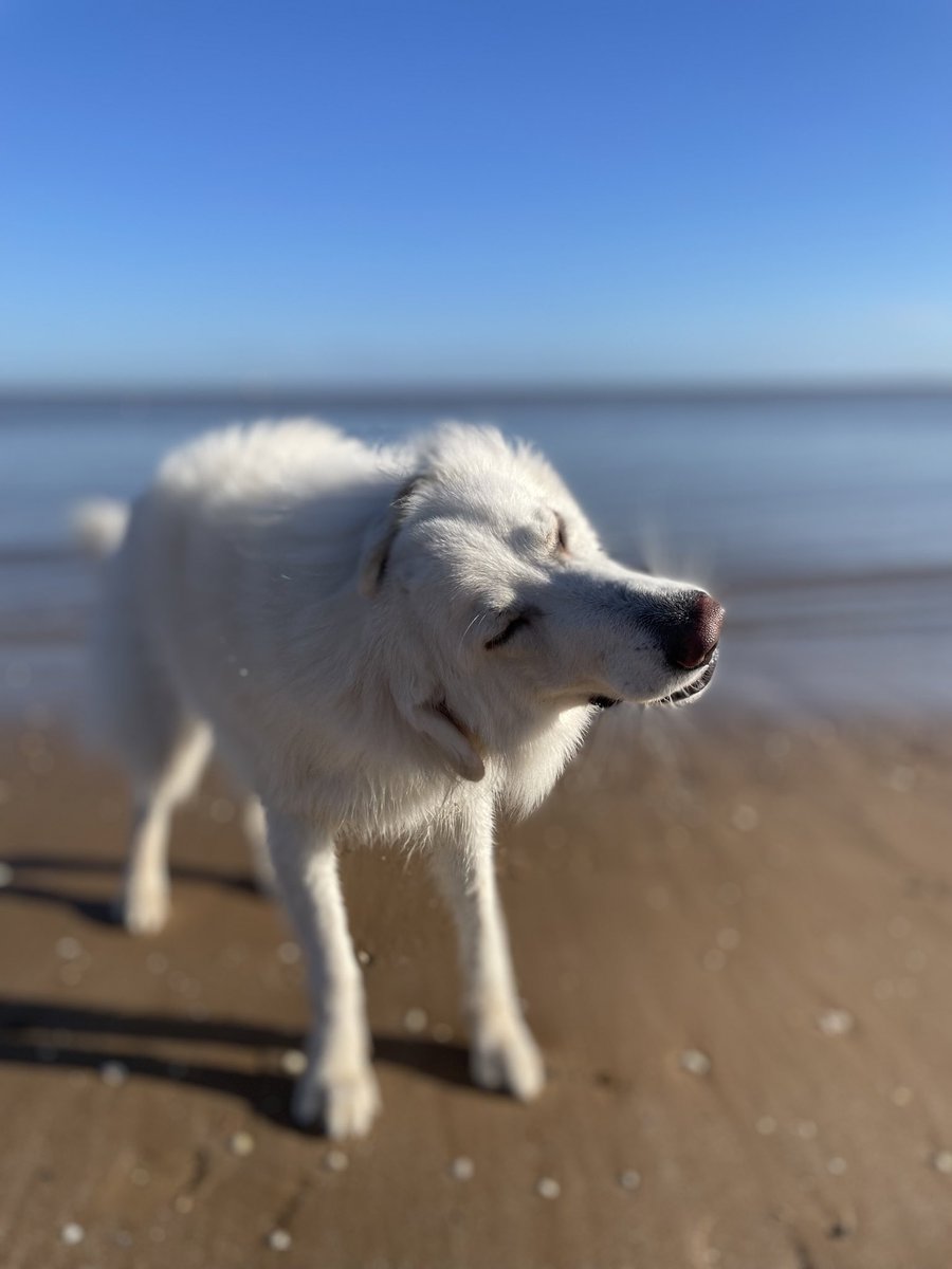 SachaSnowDogg's tweet photo. Caption this ! #dogsofX  #GermanShepherd #beach 🐾 https://t.co/5bh4t8cHh6