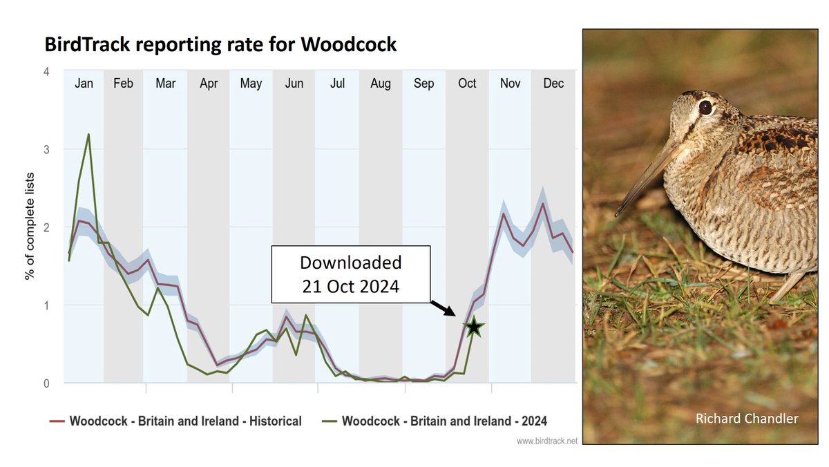 Graham Appleton (@grahamfappleton) on Twitter photo Woodcock migration happens in October & November. 
To reduce pressure on British-bred birds, many UK shoots delay shooting until 1 December. (Season opens on 1 Sep in Scotland and 1 October elsewhere).
Blog about Woodcock conservation:
wadertales.wordpress.com/2015/10/26/con…
#ornithology Woodcock migration happens in October & November. 
To reduce pressure on British-bred birds, many UK shoots delay shooting until 1 December. (Season opens on 1 Sep in Scotland and 1 October elsewhere).
Blog about Woodcock conservation:
wadertales.wordpress.com/2015/10/26/con…
#ornithology