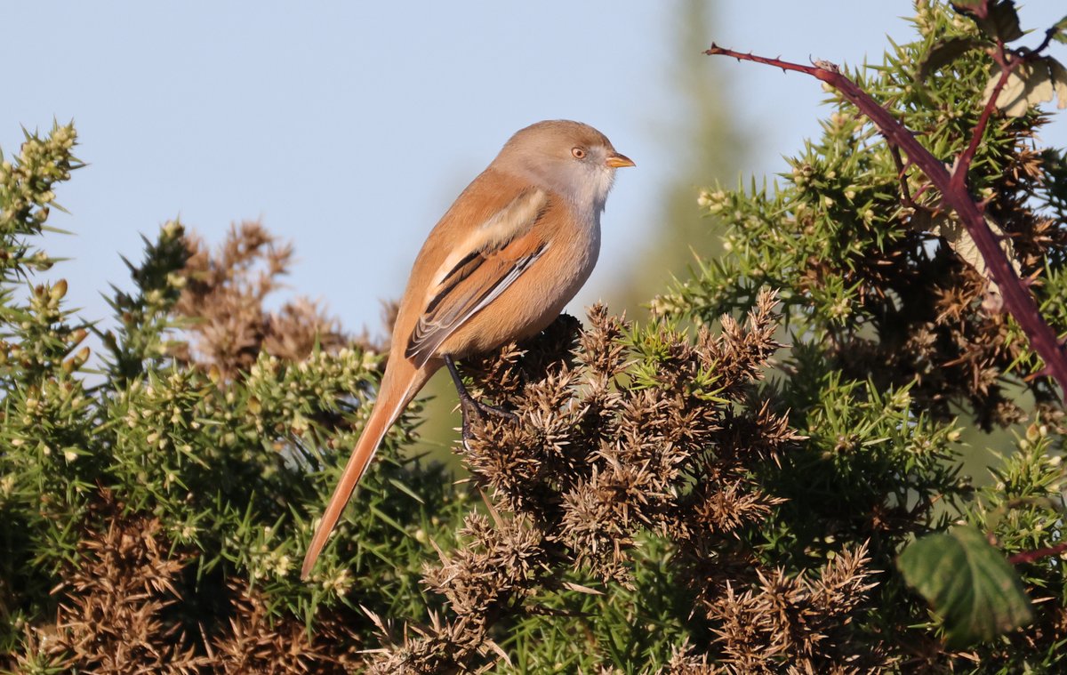 plodingbirder's tweet image. Dungeness: I was fortunate to be very close by when @LeyshonOwen found a pair of Bearded Tits in the Gorse and Bramble by the Polish Memorial.
