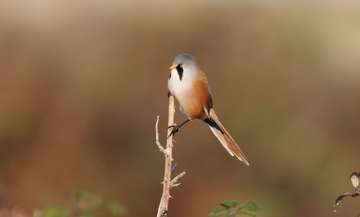 Ploddingbirder (@plodingbirder) on Twitter photo Dungeness: I was fortunate to be very close by when <a href="/LeyshonOwen/">Owen Leyshon</a> found a pair of Bearded Tits in the Gorse and Bramble by the Polish Memorial. Dungeness: I was fortunate to be very close by when <a href="/LeyshonOwen/">Owen Leyshon</a> found a pair of Bearded Tits in the Gorse and Bramble by the Polish Memorial.