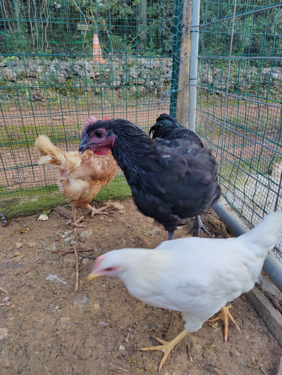 GnagnaThesz tweet media