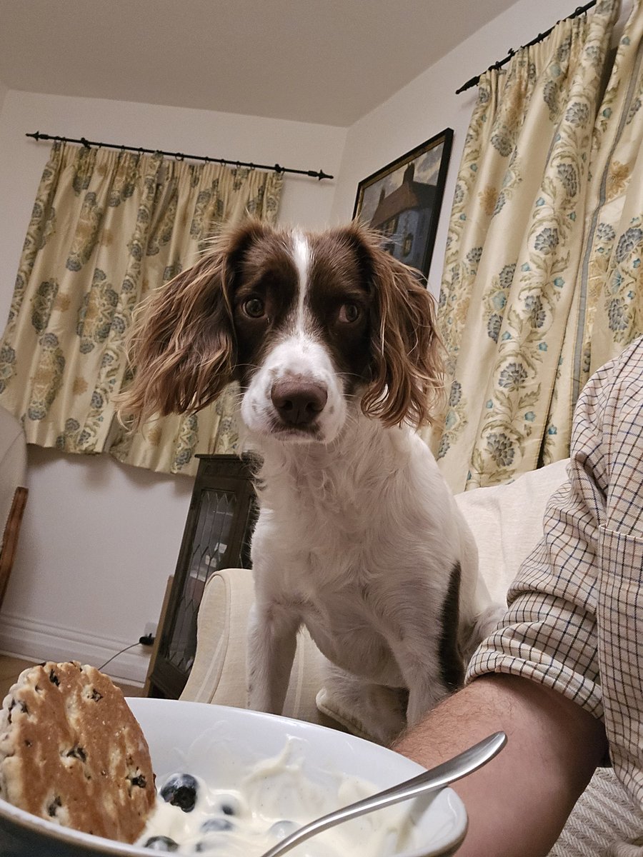 redteamJSY's tweet image. I've suddenly become very popular! 😂
#springerspaniel #spanner