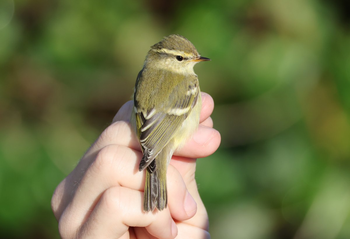 Ploddingbirder (@plodingbirder) on Twitter photo Dungeness: A brute of a 2w Caspian Gull and a 2w Yellow-legged Gull roosting on the new islands at Denge Marsh this afternoon. Also the gorgeous Yellow-browed Warbler trapped by <a href="/tom_wright16/">Tom Wright</a> at the observatory this morning, the 3rd this autumn. Dungeness: A brute of a 2w Caspian Gull and a 2w Yellow-legged Gull roosting on the new islands at Denge Marsh this afternoon. Also the gorgeous Yellow-browed Warbler trapped by <a href="/tom_wright16/">Tom Wright</a> at the observatory this morning, the 3rd this autumn.