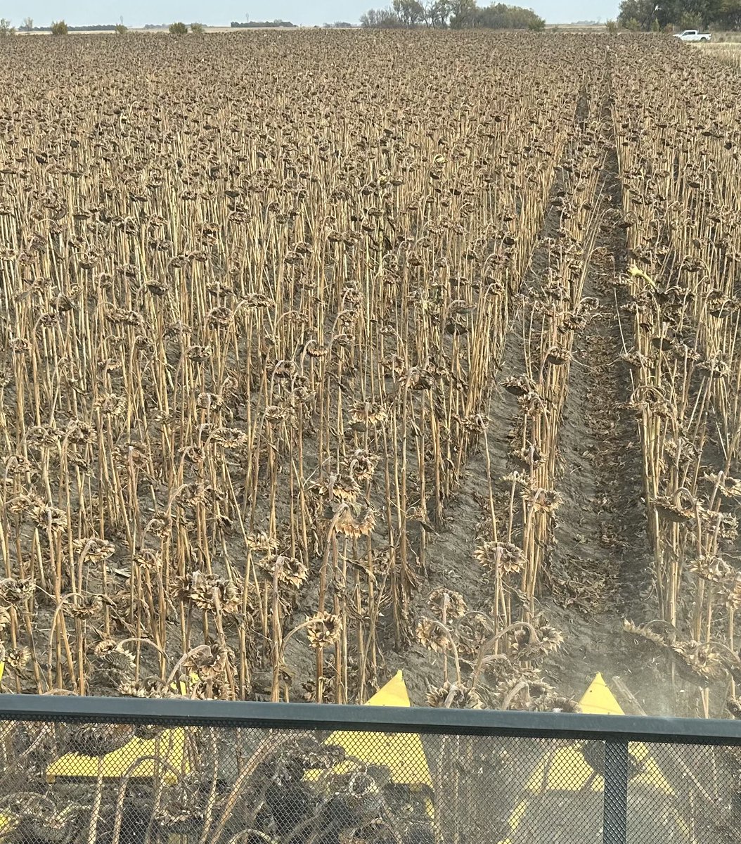 Organic Sunflower harvest. These were planted June 26th. We received 4+ inches of rain that night. I gave up on them for a couple weeks. They are far out performing my expectations! And I love the head <a href="/mattygilbert/">SDMattyG</a> .
