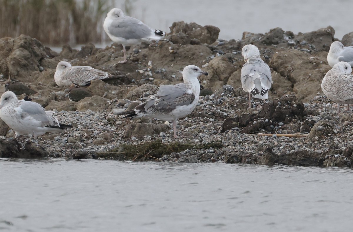 plodingbirder's tweet image. Dungeness: A brute of a 2w Caspian Gull and a 2w Yellow-legged Gull roosting on the new islands at Denge Marsh this afternoon. Also the gorgeous Yellow-browed Warbler trapped by @tom_wright16  at the observatory this morning, the 3rd this autumn.
