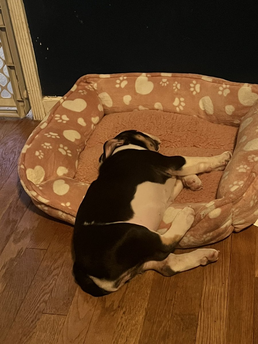 Baby Bulldog Snores are the best