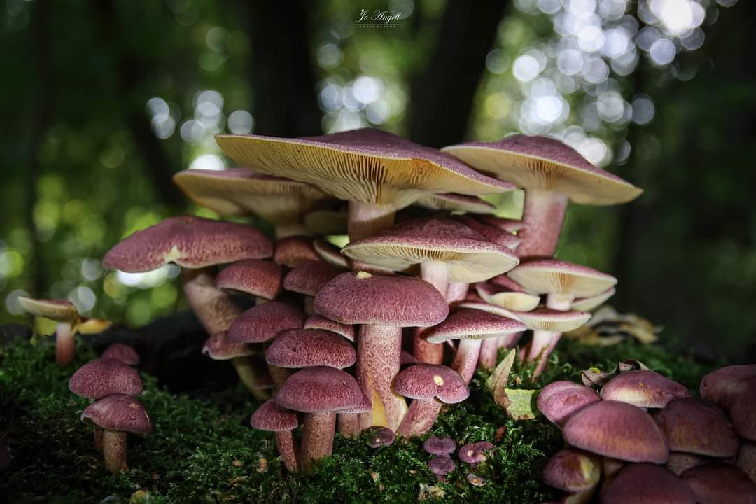 Jo Angell (@joangell5) on Twitter photo Plums n custard over the past couple of weeks. Such an impressive display
<a href="/CanonUKandIE/">Canon UK and Ireland</a> <a href="/SigmaImagingUK/">SIGMA UK</a> <a href="/scenesfromMK/">scenesfromMK</a> #buckinghamshire #fungi <a href="/BBCSpringwatch/">BBC Springwatch</a> Plums n custard over the past couple of weeks. Such an impressive display
<a href="/CanonUKandIE/">Canon UK and Ireland</a> <a href="/SigmaImagingUK/">SIGMA UK</a> <a href="/scenesfromMK/">scenesfromMK</a> #buckinghamshire #fungi <a href="/BBCSpringwatch/">BBC Springwatch</a>