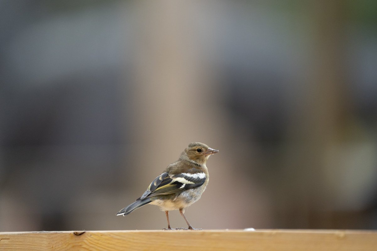 Miss Lang tweet media