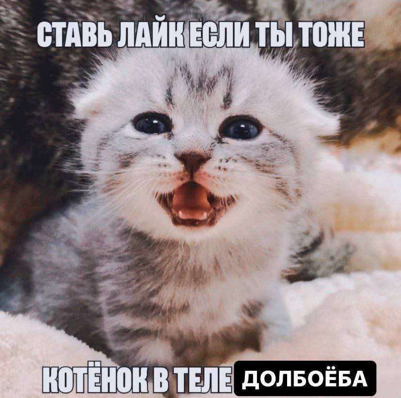 meows 🃏 tweet media