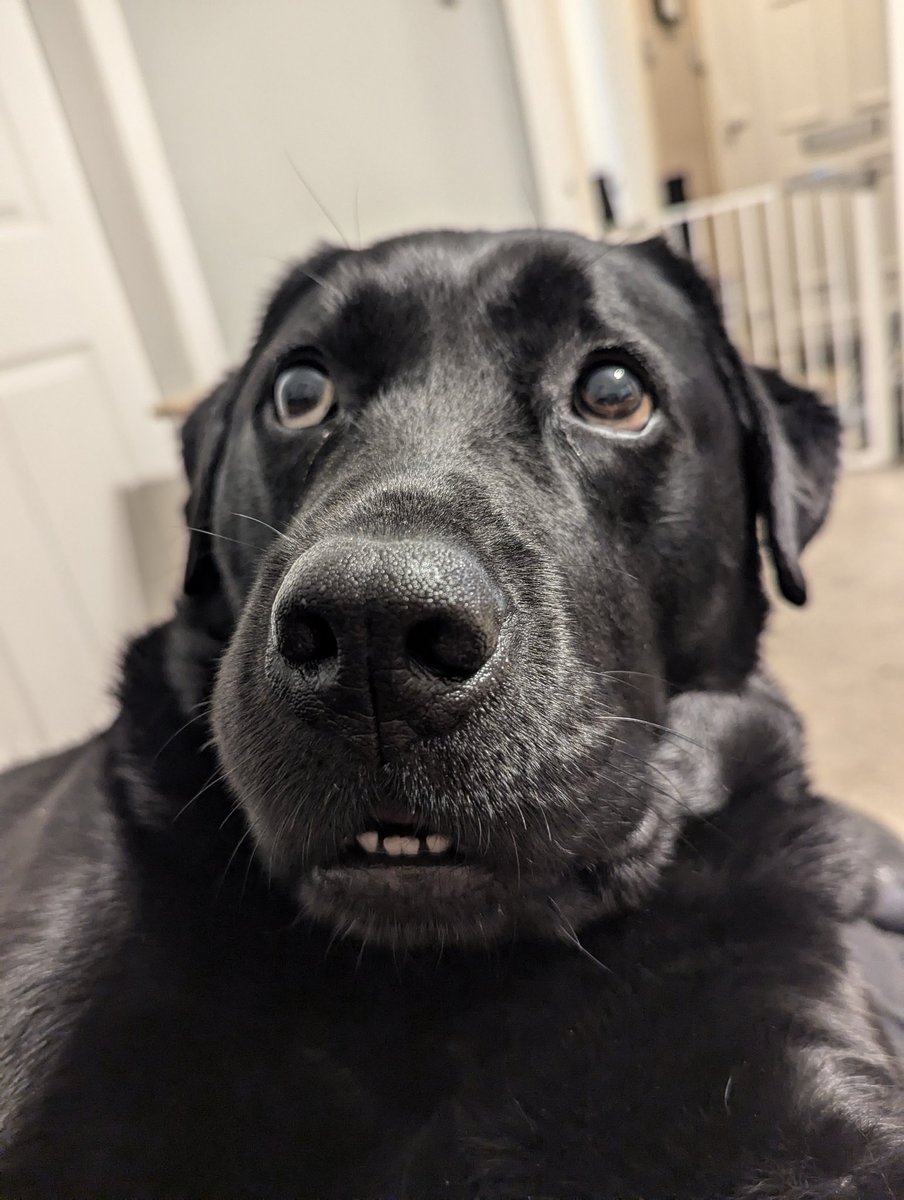 That face you make when Dad tells you he hasn't updated your Twitter in eleventy billion years and now you're having to calculate how many steakums it'll take to make up for it. Anyway on a brighter note, how are ya pals?! 🐾🐾