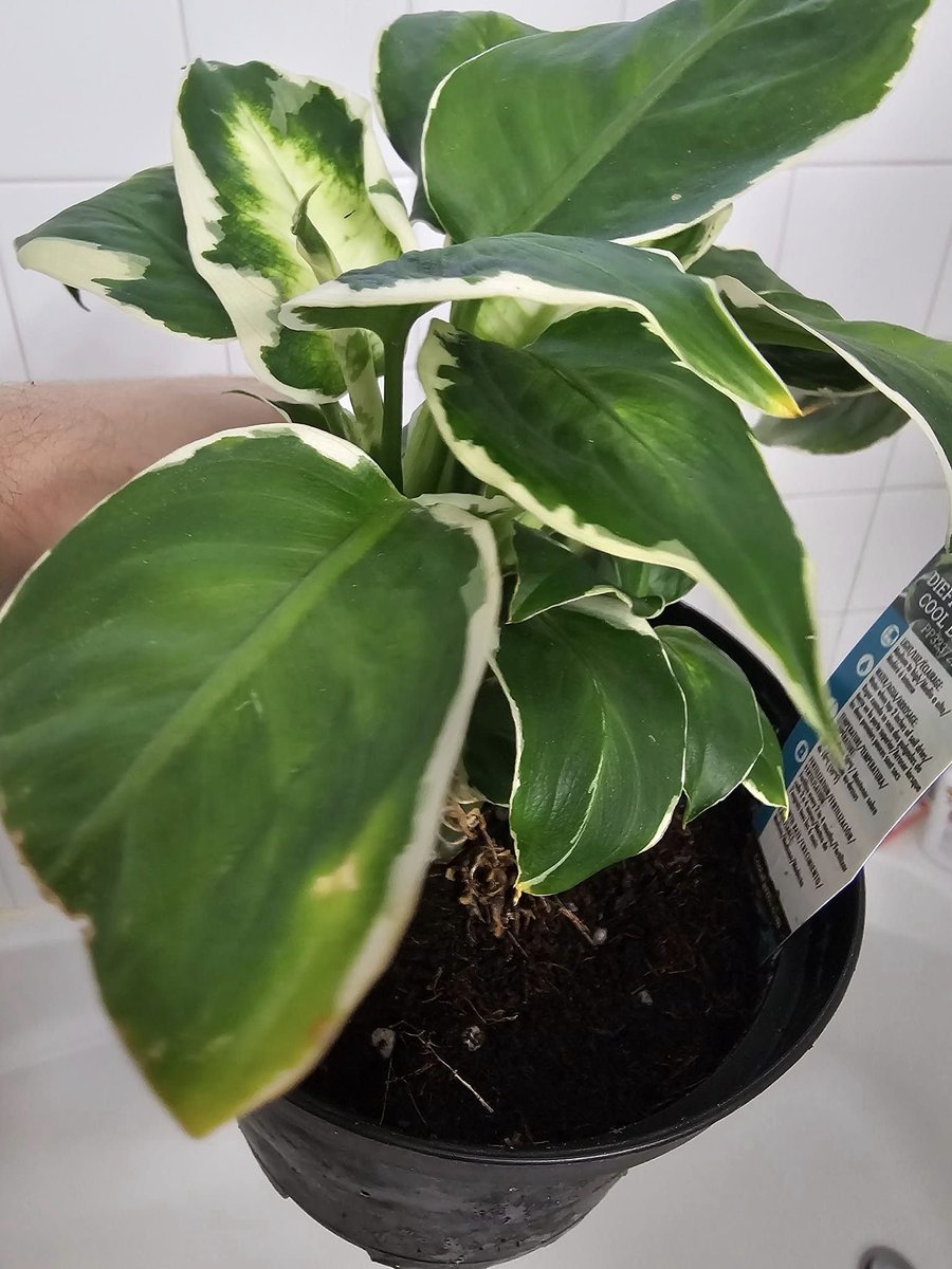 BrujoFaolan's tweet image. Still just a baby in a 6" pot but found this little treasure half off at a local plant nursery.
It's a dieffenbachia cool beauty.
Will be a stunner of a floor plant when older.