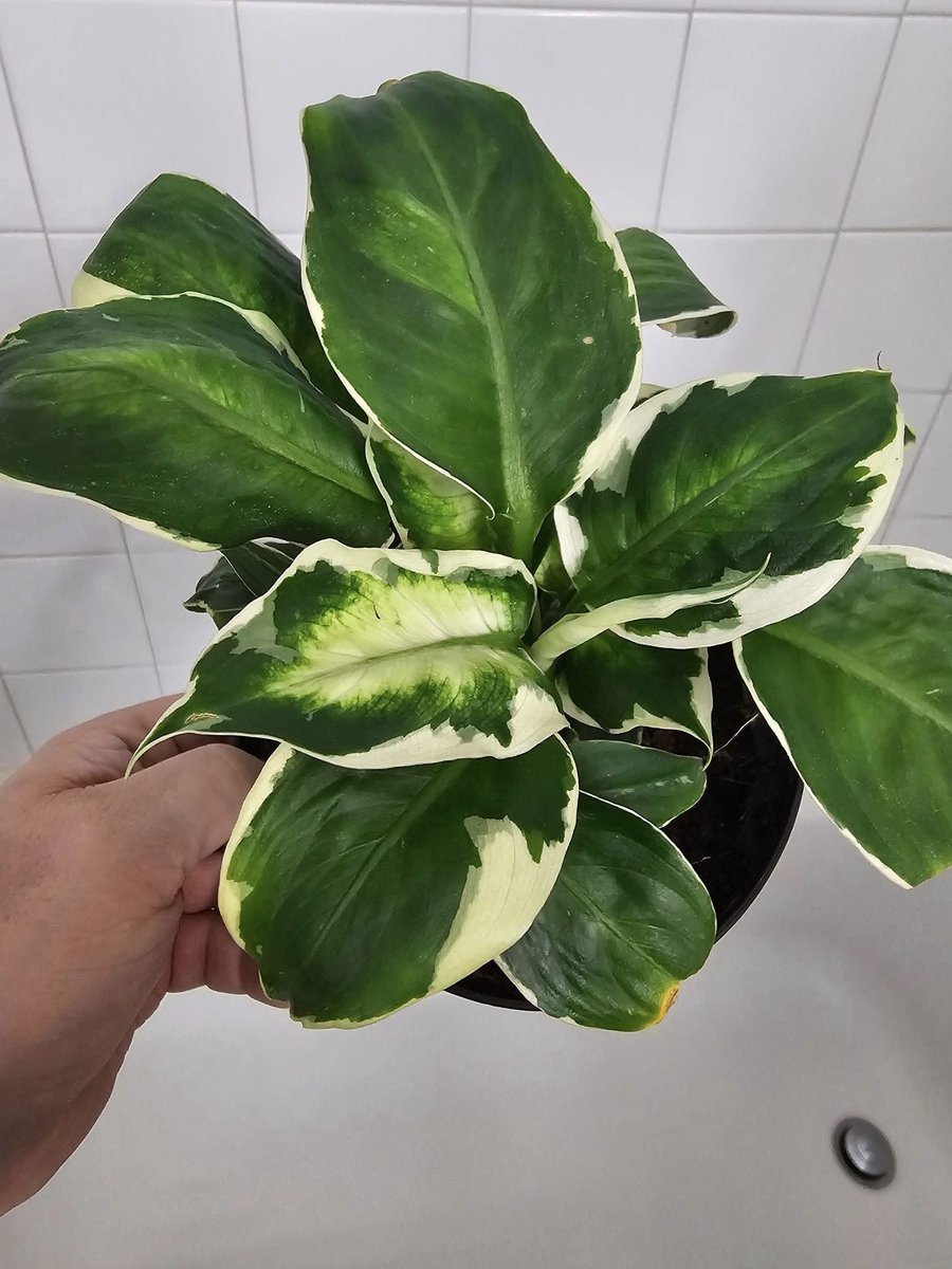 BrujoFaolan's tweet image. Still just a baby in a 6" pot but found this little treasure half off at a local plant nursery.
It's a dieffenbachia cool beauty.
Will be a stunner of a floor plant when older.