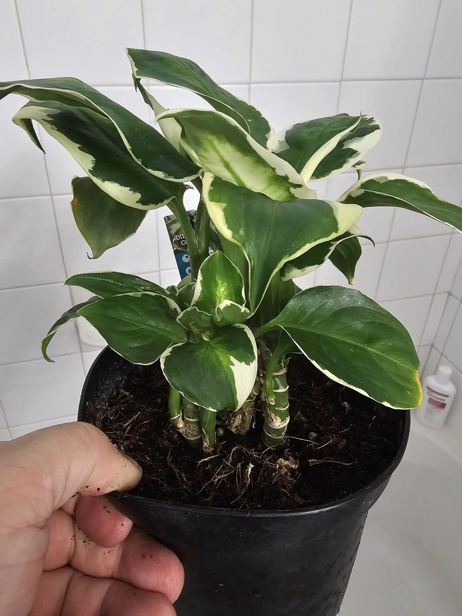 BrujoFaolan's tweet image. Still just a baby in a 6" pot but found this little treasure half off at a local plant nursery.
It's a dieffenbachia cool beauty.
Will be a stunner of a floor plant when older.