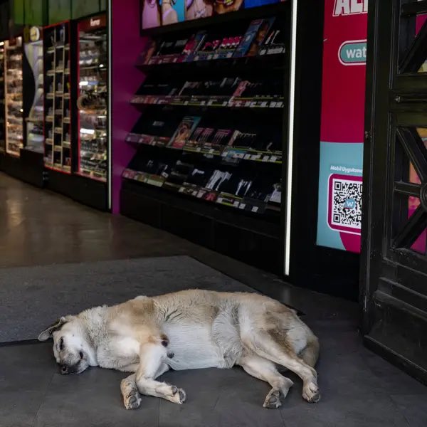 Una nueva ley de Erdogan provocará en Turquía una masacre canina: EL SACRIFICIO DE MÁS DE 4 MILLONES DE PERROS. La ley obliga a los municipios a capturar a los perros callejeros nytimes.com/es/2024/07/31/…