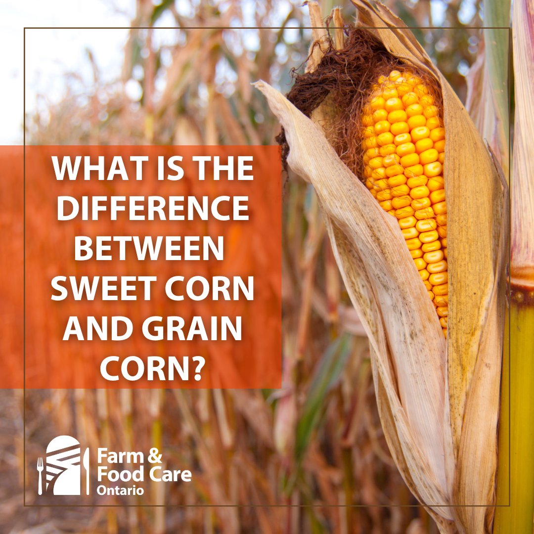 Ever wondered about the difference between sweet corn and grain corn?
Sweet Corn: Juicy and tender, perfect for BBQs!
Grain Corn: Grown for animal feed, tougher and starchier.
Tempted to pick that roadside corn? It’s usually grain corn and entering the field is trespassing!