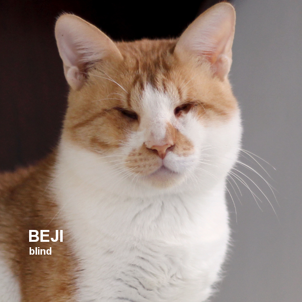 SNAP Cats tweet media