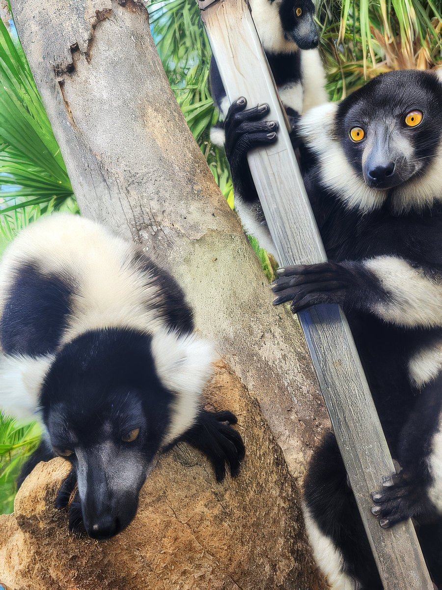 GladysPorterZoo's tweet photo. You're looking at a conspiracy (of lemurs)
📸 by Raul Aguirre
#GPZoo #lemur #WorldLemurWeek #endangeredspecies #blackandwhiteruffedlemur https://t.co/tyDZc8QVL4