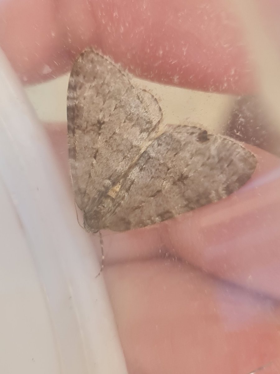 Austins.moths tweet media