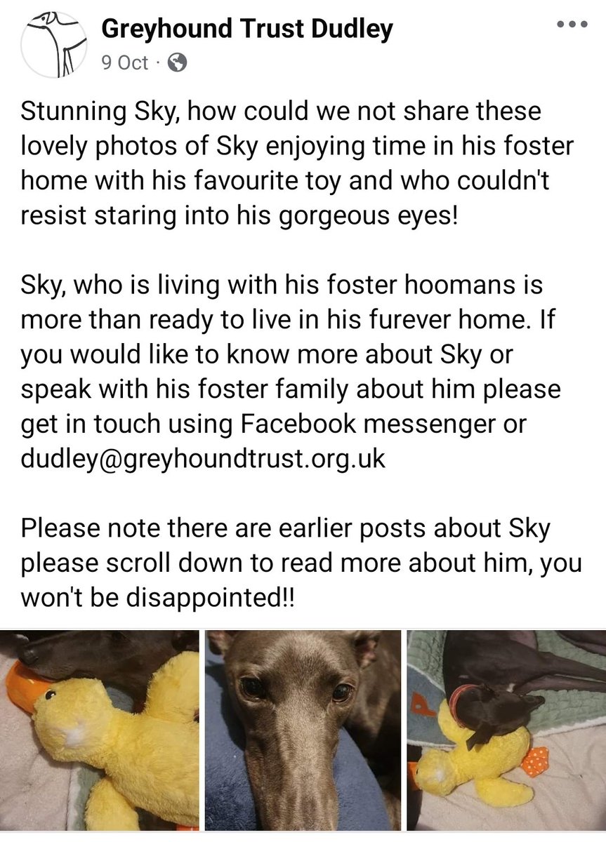 mo_racing's tweet image. Let&apos;s see if we can get Sky a home before #halloween2024 Retweet to help this lad find his #foreverhome @greyhoundtrust @Monmoredogs  @GreyhoundBoard @greyhound_star @RomfordDogs @CrayfordStadium @HoveGreyhounds