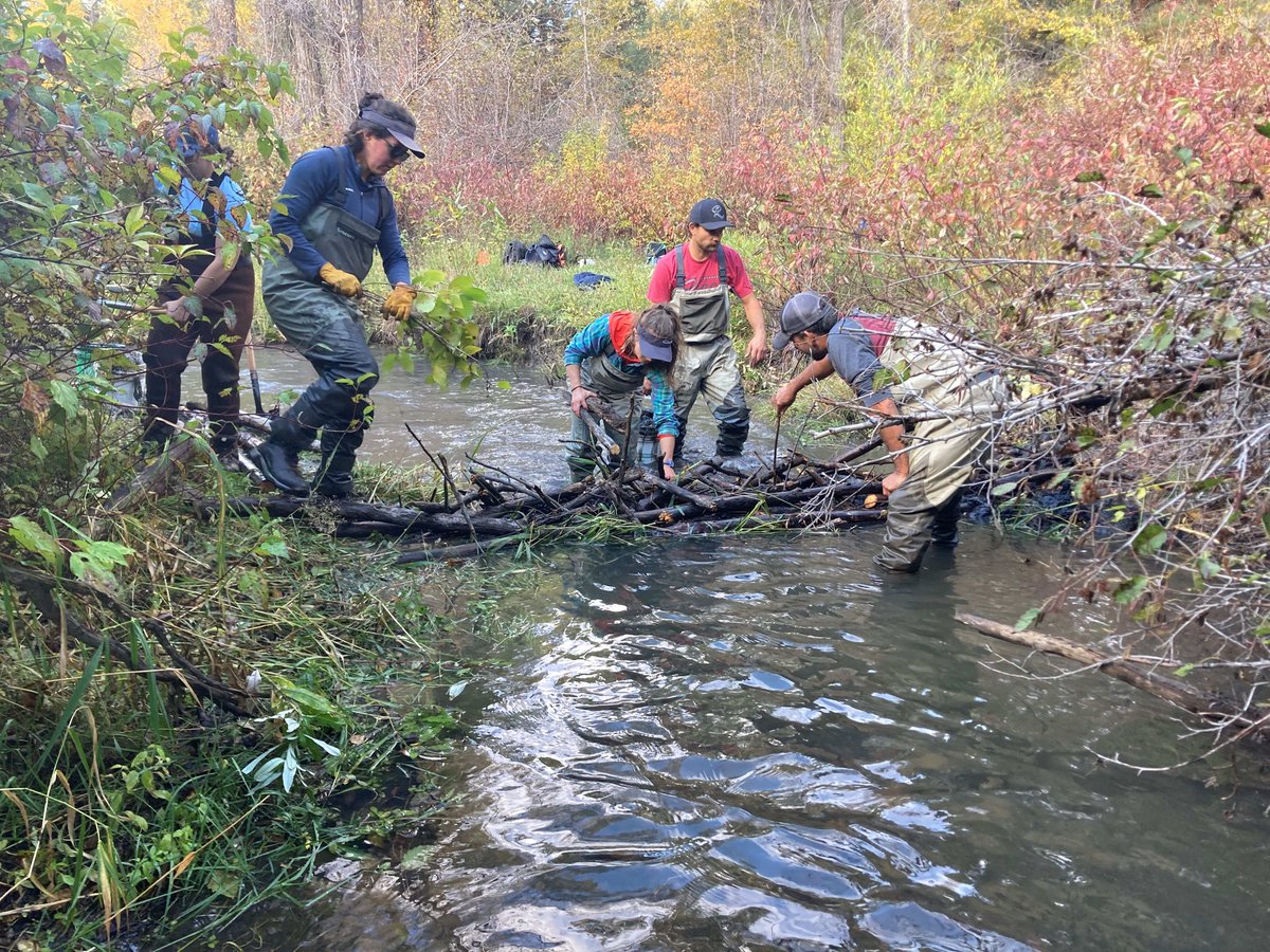 WCSAdapts's tweet photo. For their project with us, @MSIsanjuan focused on a culturally and ecologically significant area for the Ute Mountain Ute Tribe.

The riparian site was revegetated with native, culturally important plants, and protected by livestock fencing: https://t.co/7f723XEkER #restoration https://t.co/zeLToPNC4x