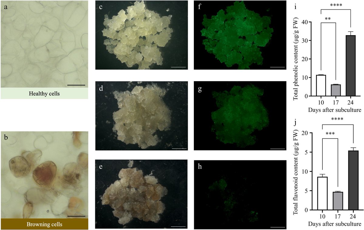 ForestryRes's tweet image. #ForestryRes #innovativesolution #woody #regeneration
🌿🔍 Browning in woody plant cultures: A hurdle for regeneration. This review delves into causes, mechanisms, and innovative solutions to enhance growth. 🌱🛠️
@MaximumAcademic @sci_plant
Details: maxapress.com/article/doi/10…