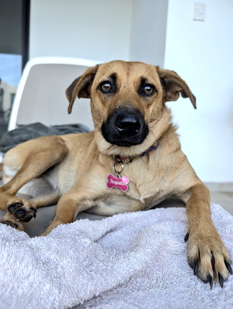 PMounou's tweet photo. La tendresse infinie de petite Tequila 🩷
#perrita #rescueddog #fifille #goodgirl https://t.co/mi0CFB9f9A