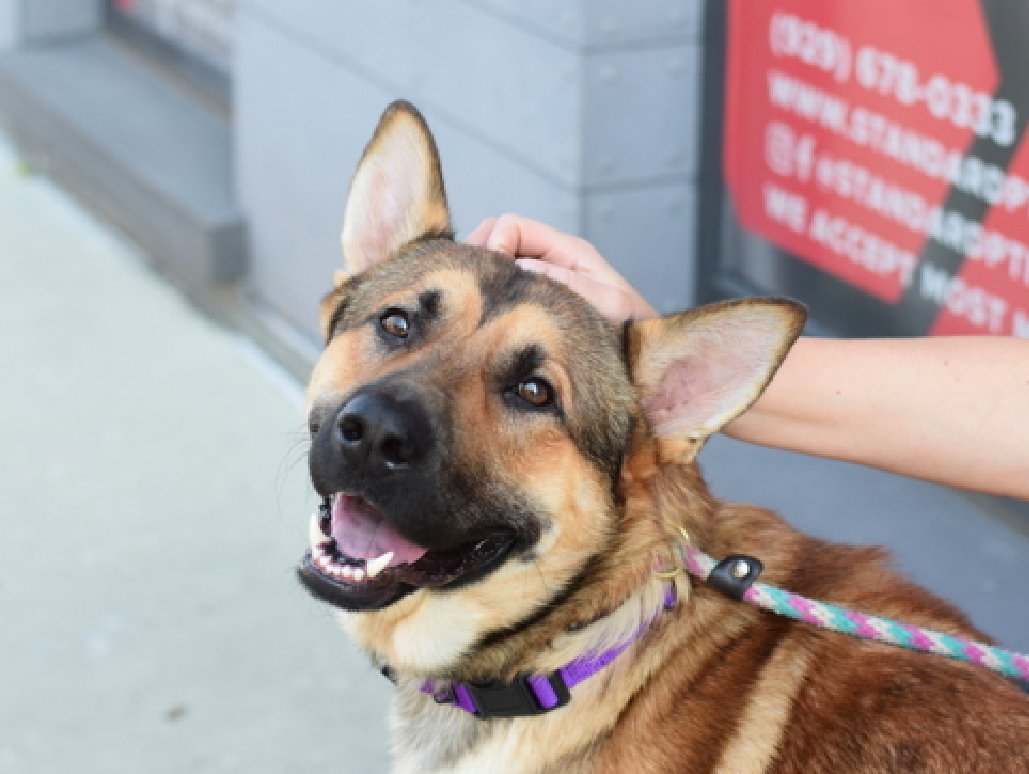 zjnov22's tweet image. 💌Primiano is still waiting for his forever family❤️‍🩹
💝#Puppy💎 🌟Please #adopt him if you can🧡🦋
🚨#Queens ACC🚨 ✨ID #210667🌟 #NYC #NY