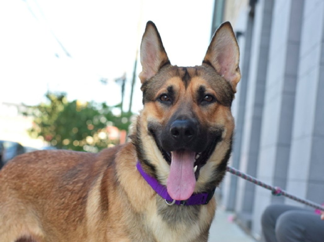 zjnov22's tweet image. 💌Primiano is still waiting for his forever family❤️‍🩹
💝#Puppy💎 🌟Please #adopt him if you can🧡🦋
🚨#Queens ACC🚨 ✨ID #210667🌟 #NYC #NY