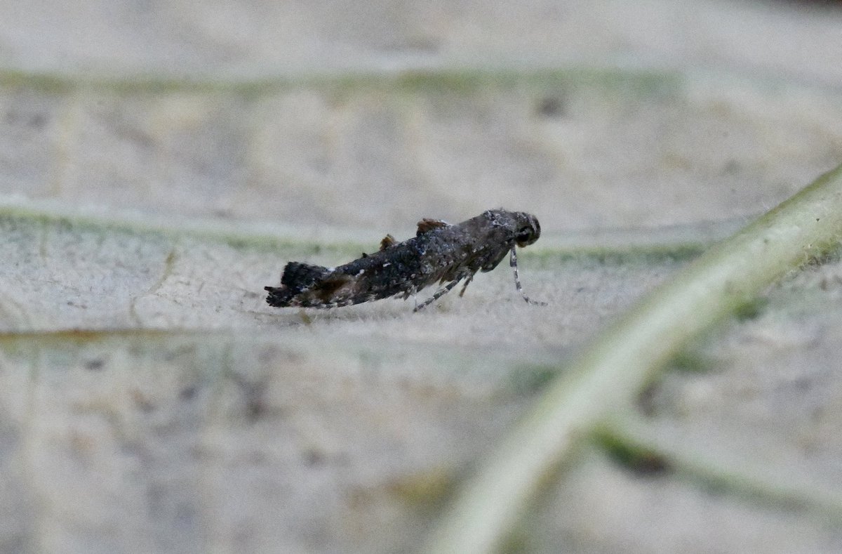 Kevan Brett (@kevanbrett) on Twitter photo 32/18 #moths last night 21st Oct with my 2nd ever Oak Rustic NFY, 2nd Marbled Fern in a week. Also 2 Merv, 2 Cypress Carpet, 2 Delicate, L-album Wainscot and Blair’s SK(my best year for these). In kitchen tonight 2nd ever Epermenia chaerophyllella <a href="/norfolkmoths/">Norfolk Moths (Jim Wheeler CMR)</a> @NorfolkNats 32/18 #moths last night 21st Oct with my 2nd ever Oak Rustic NFY, 2nd Marbled Fern in a week. Also 2 Merv, 2 Cypress Carpet, 2 Delicate, L-album Wainscot and Blair’s SK(my best year for these). In kitchen tonight 2nd ever Epermenia chaerophyllella <a href="/norfolkmoths/">Norfolk Moths (Jim Wheeler CMR)</a> @NorfolkNats