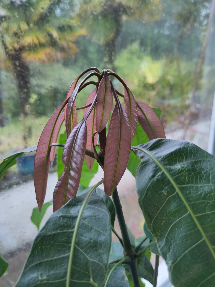 The new leaves on my daughter's mango plant are also a lovely shade of pink before turning green #houseplanthour