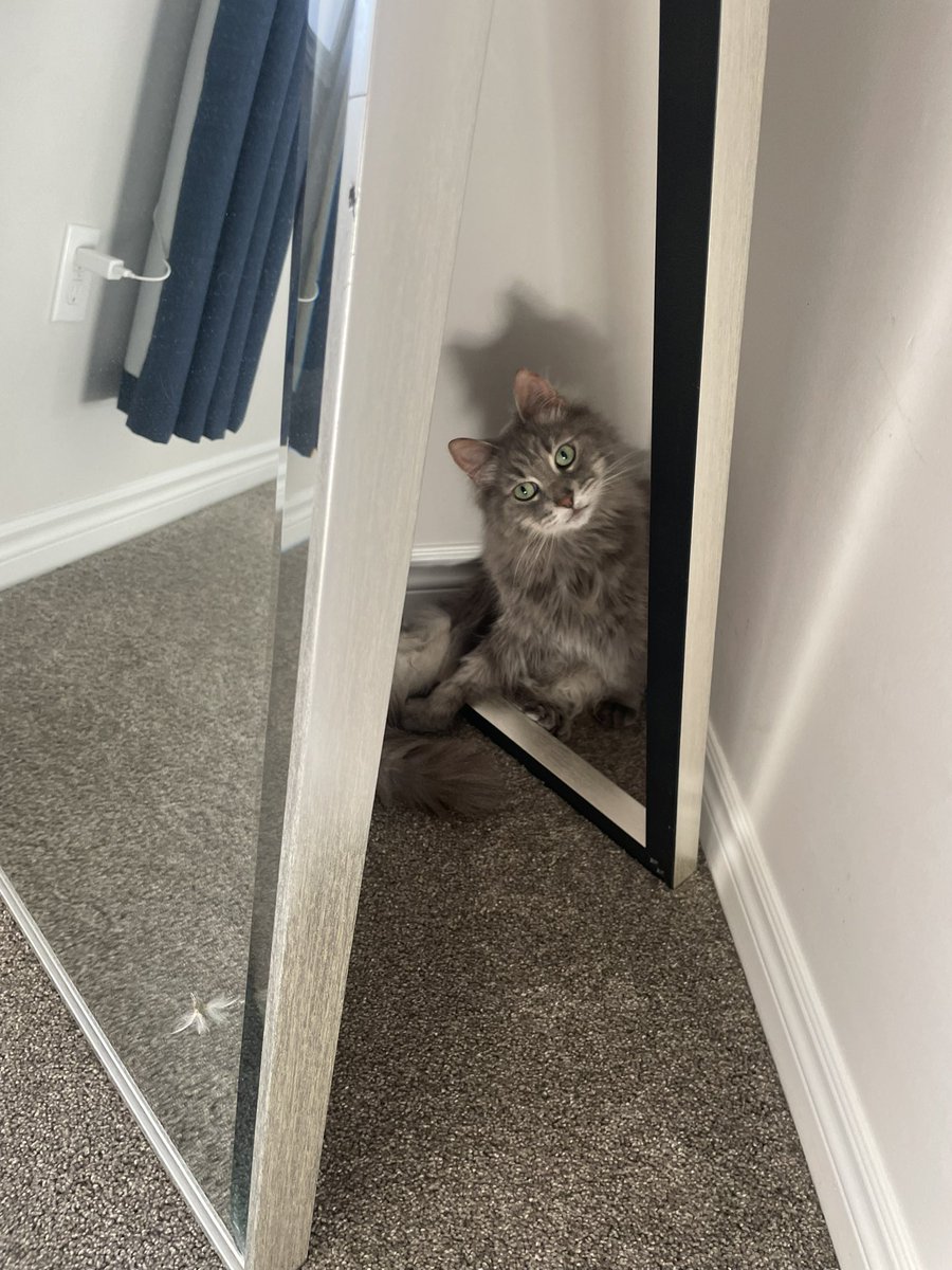 …the face of a cat who caused me to max out my credit card for the first time in my life!