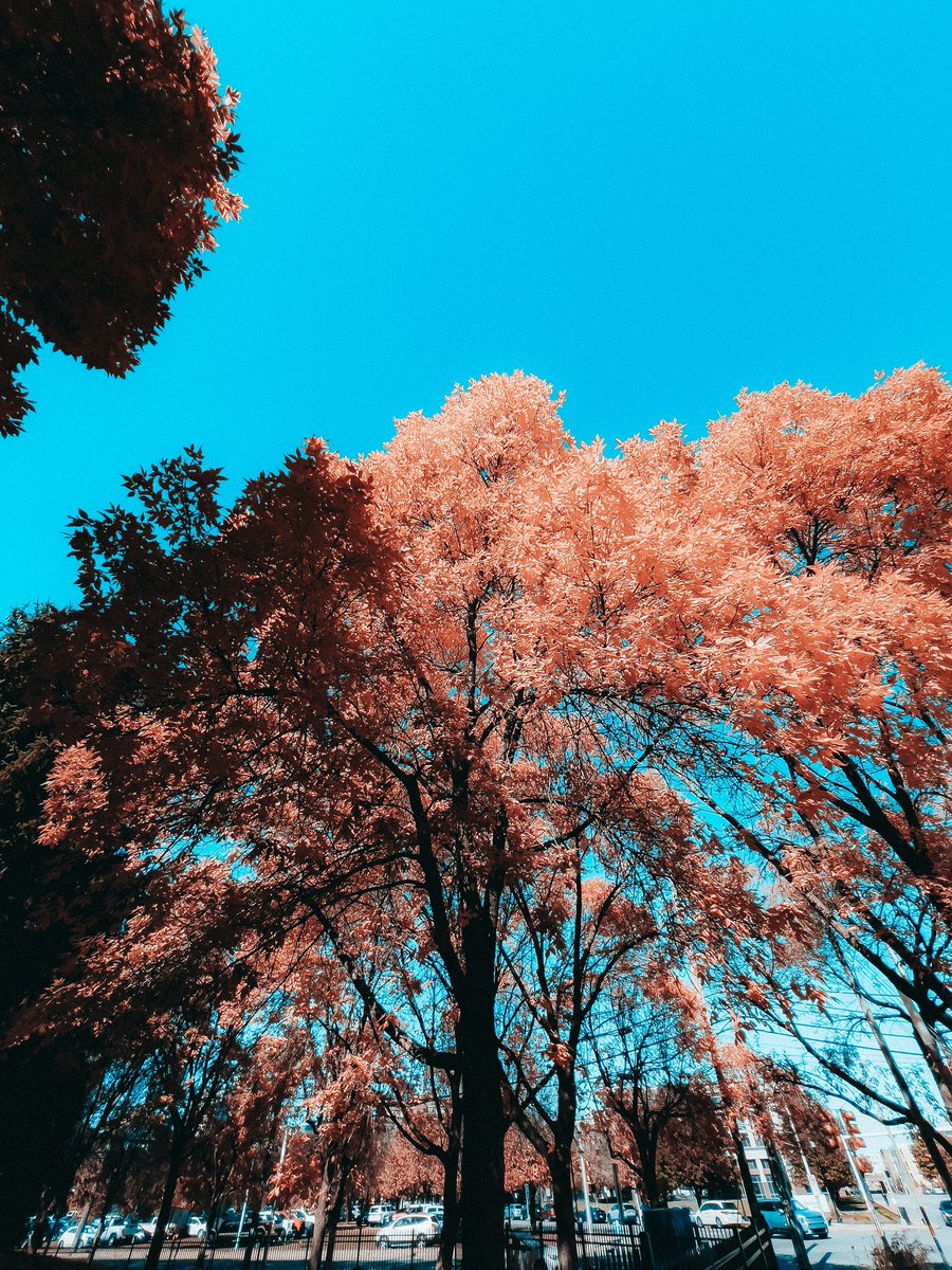 ItsBryanLP's tweet image. Utopia Autumn