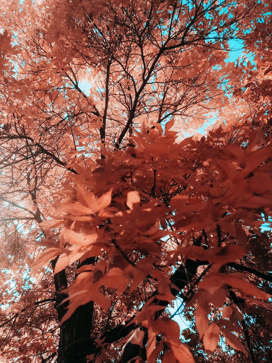 ItsBryanLP's tweet image. Utopia Autumn
