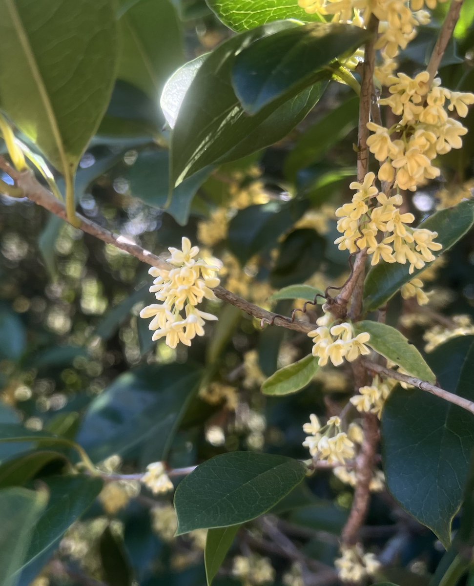 I can’t tweet fragrance but as the young people say, IYKYK. It’s worth a visit to MBG just to get a whiff of the Tea Olive by the gate.