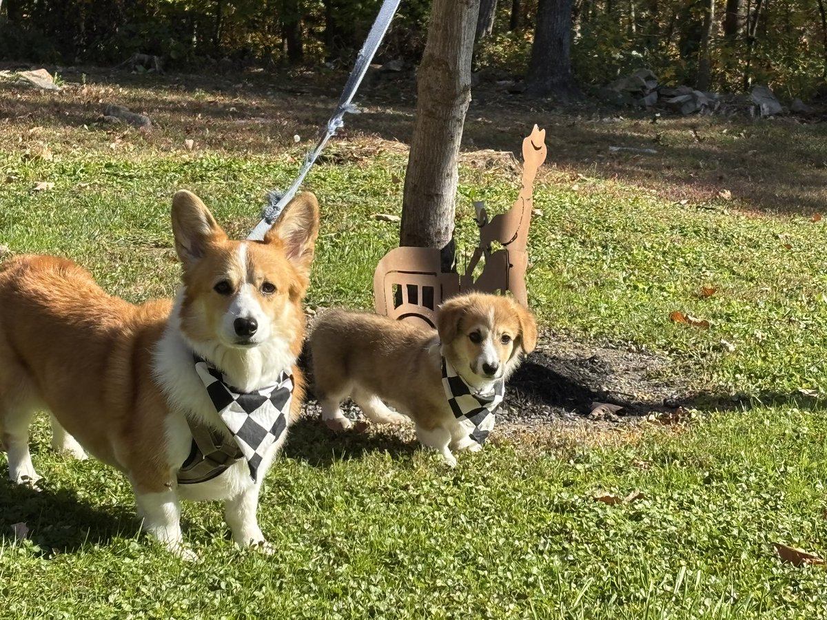 PushCorgi's tweet image. Everyone meet Mikey….my new push corgi buddy when his parents are away 🏁🐾