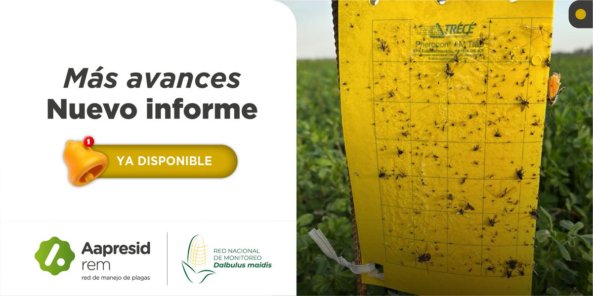 🌾 6to Informe de monitoreo de Dalbulus maidis: 
Se observa un aumento de las localidades sin D. maidis en trampas, incluso donde se implantó maíz. En el NOA, leve incremento de las localidades con 5 a 20 adultos/trampa. Comparando los datos de sept. y oct.  2023 en San Agustín y