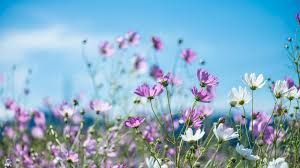 Easygarden101's tweet photo. "What are your goals for your garden this winter? Share your plans! #GardeningGoals" https://t.co/zGGVXvoONE