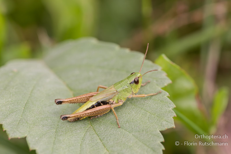 Das Programm der Tagung der Orthopteren-Gruppe Schweiz vom 2. November 2024 ist online.

Bitte rasch anmelden!

orthoptera.ch/aktivitaeten/a…