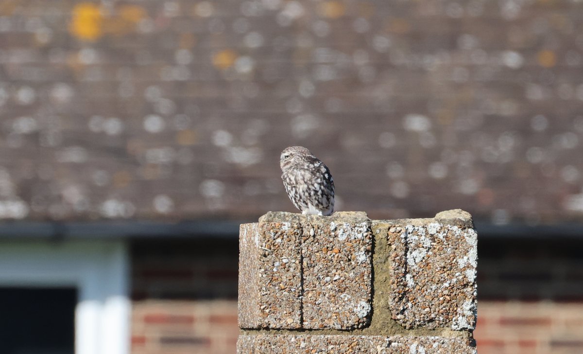 plodingbirder's tweet image. 3 Little Owls encountered on my cycle ride around my local patch.