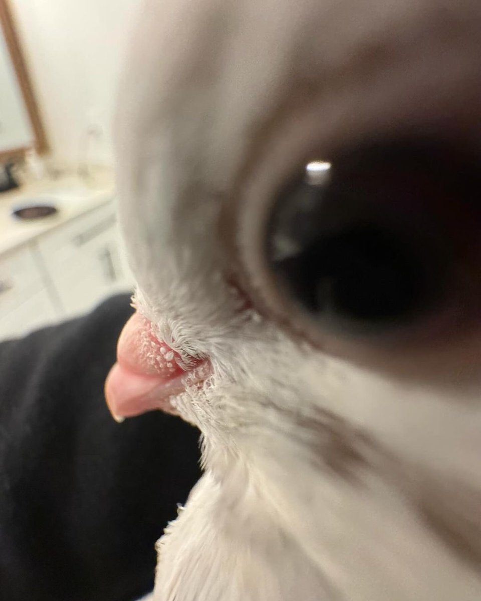 when the cat spots the bird