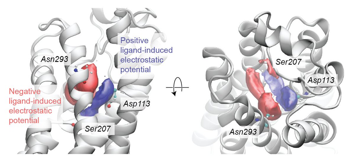 Sad news everyone.  The transmembrane binding pocket of B2AR is also bitterly polarized.
