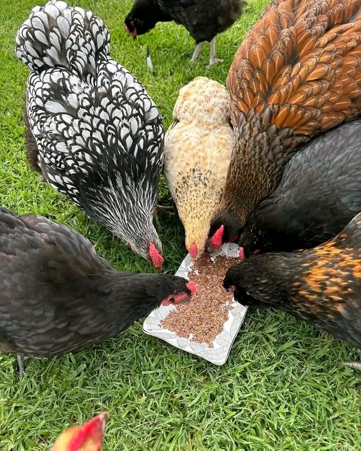 UgandanBy's tweet image. one health...all life matters
#ZoNoHchallenge &amp;amp; #OneHealth