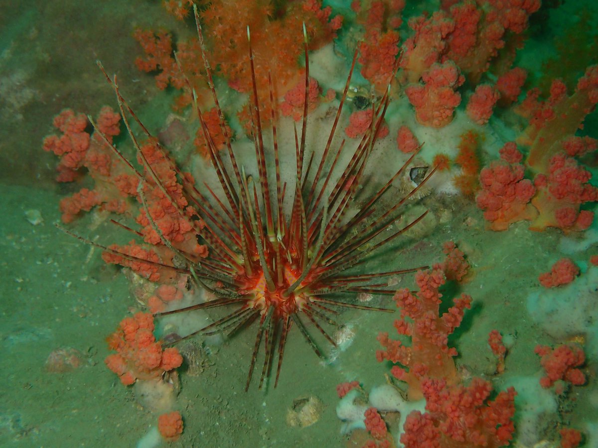 Christopher Mah, @echinoblog.bsky.social (@echinoblog) on Twitter photo NEW PAPER DROP from <a href="/Zootaxa/">Zootaxa updates</a> New ecological observations & surey occurrence from HONG KONG for Asteroids & Echinoids! (email me if you want a copy) This was Coelopleurus feeding on soft corals! mapress.com/zt/article/vie… NEW PAPER DROP from <a href="/Zootaxa/">Zootaxa updates</a> New ecological observations & surey occurrence from HONG KONG for Asteroids & Echinoids! (email me if you want a copy) This was Coelopleurus feeding on soft corals! mapress.com/zt/article/vie…
