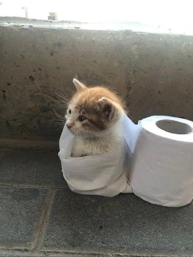smol silly cat tweet media