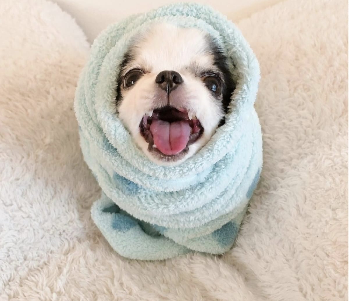 Base Wrapped Dog tweet media