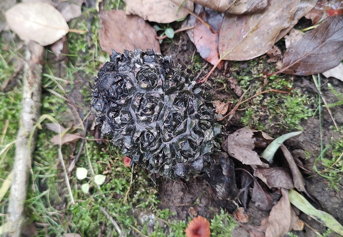 colorblindwork's tweet photo. Do you know what this is? Noooo, it's not animal scat. It's a #truffle, apparently a delectable edible fungus. (I guess I will never know.)
🤣😂😅😄

#naturephoto https://t.co/iOwpYFGy2j