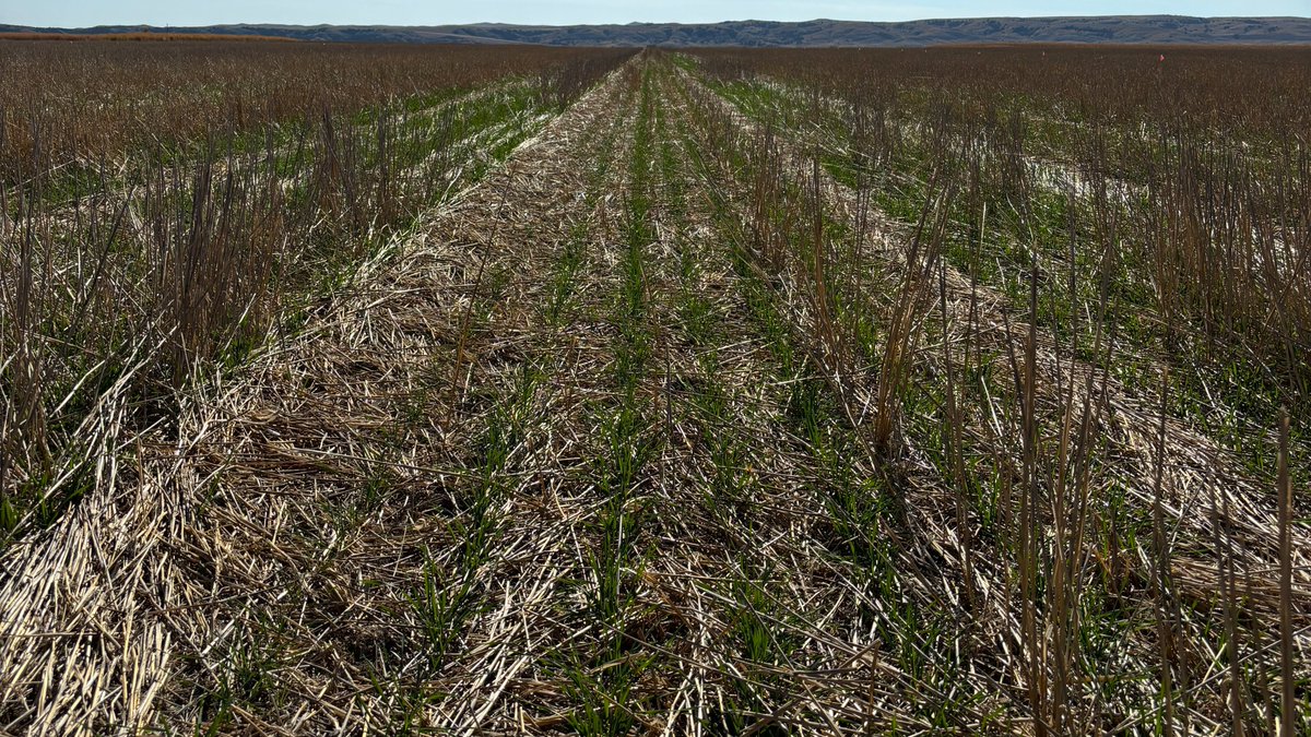 WheatInnovation's tweet photo. Winter wheat is doing well in the Pierre area (DLRF) #SpringWheatResidue @wheatsd https://t.co/kxEKNSHsf9