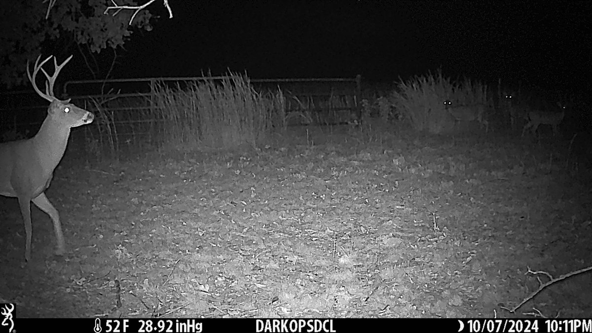 BrowningCams's tweet photo. This is an interesting looking buck with his main beams pointing up! Captured by our friends at @HuntressView on a Browning Dark Ops Pro DCL Nano

#TrailCamTuesday #BrowningCameras #youvegottoseethis #whitetailbuck #trailcampics #deer #deerpics #gamecamera https://t.co/dKDYpXAf1C