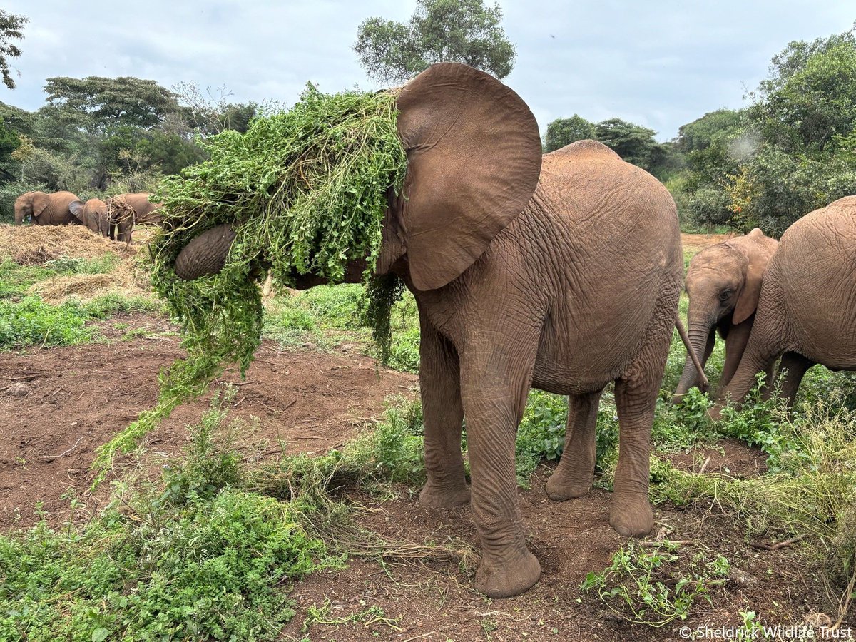 SheldrickTrust's tweet photo. Mageno is showing us his playful side! When he arrived at our Nairobi Nursery he was in a dire state! A victim of drought & stricken with parasites it wasn't  certain he would survive! His recovery has been nothing short of remarkable. With copious amounts of love and care, this young bull has become a firm leader in the Nairobi herd. You can read his full story and adopt him here:  https://t.co/DNP5y3lx53
#transformationtuesday